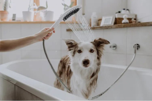 Душевая лейка Hansgrohe DogShower 26640700 для собак, матовая белая фото 3